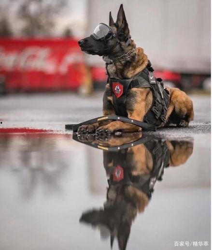 吃瓜黑料爆料门事件警犬,警犬如何助力事件侦破