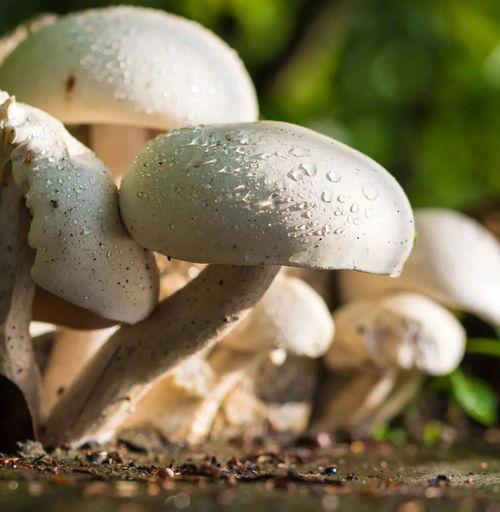 吃瓜黑料蘑菇视频,蘑菇视频带你探秘娱乐圈幕后真相